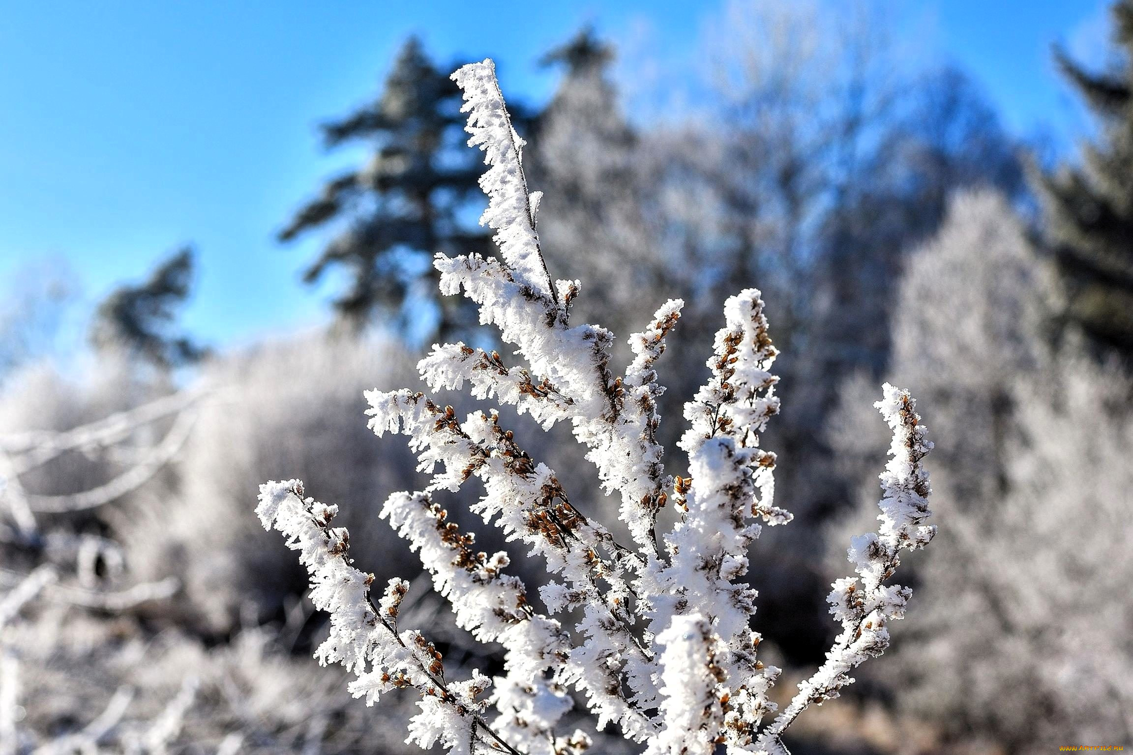 �������, �������, ���, ����, ����, ����